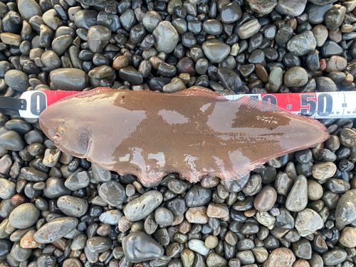 シタビラメの釣果