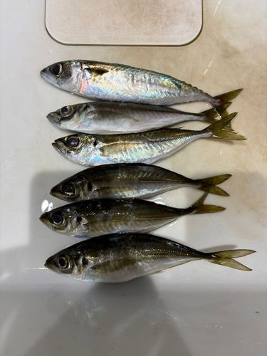 アジの釣果