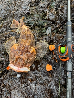 カジカの釣果