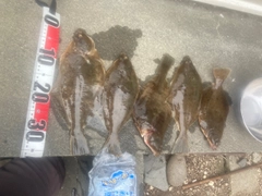 マガレイの釣果