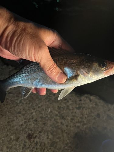 セイゴ（マルスズキ）の釣果