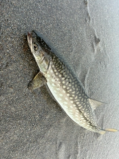 アメマスの釣果