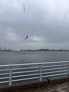 カタクチイワシの釣果