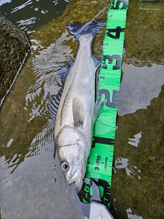 フッコ（マルスズキ）の釣果