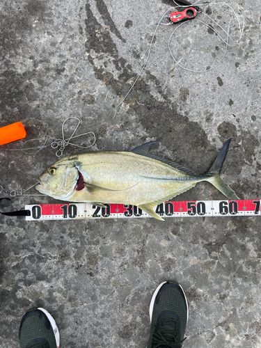 ガーラの釣果