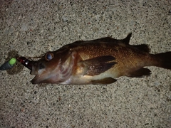 エゾメバルの釣果