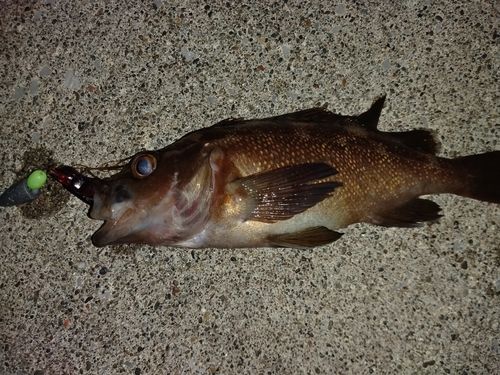エゾメバルの釣果