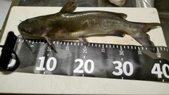 アメリカナマズの釣果