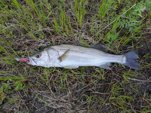 スズキの釣果