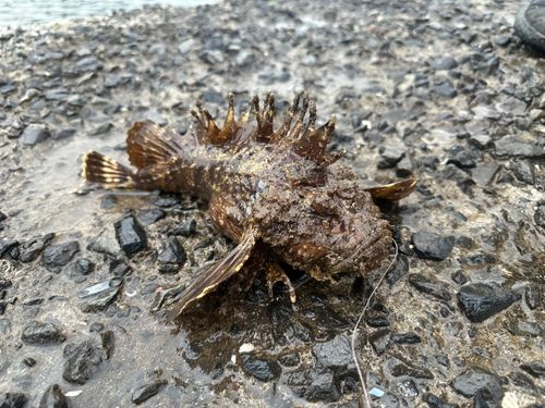 オニオコゼの釣果