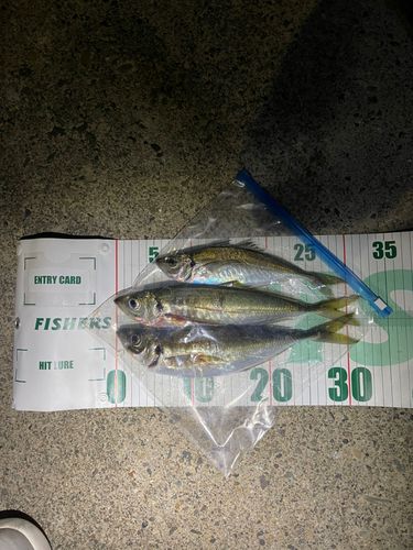 アジの釣果