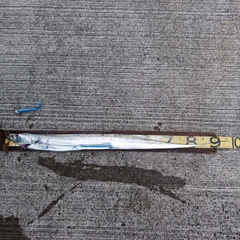 タチウオの釣果