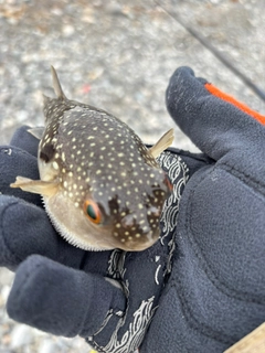 クサフグの釣果