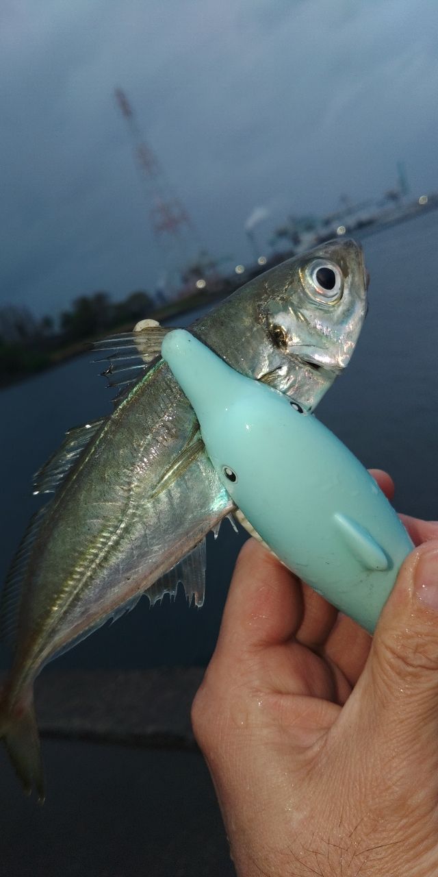 鯵道1G S622L メジャークラフト 鯵道 1G AD1-S622L 送料無料 : ます