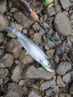 ニジマスの釣果