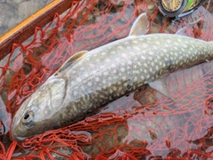 イワナの釣果