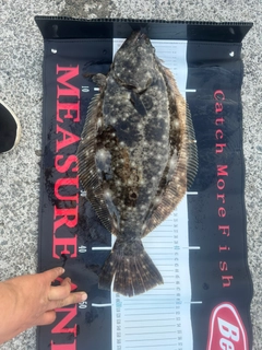 ヒラメの釣果