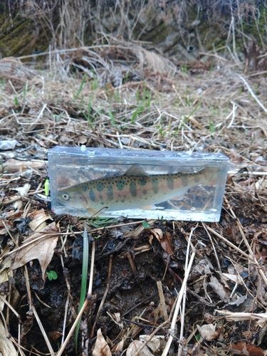 ヤマメの釣果