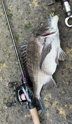 チヌの釣果