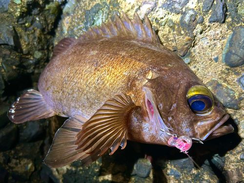 アカメバルの釣果