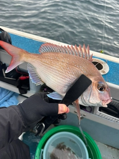 マダイの釣果