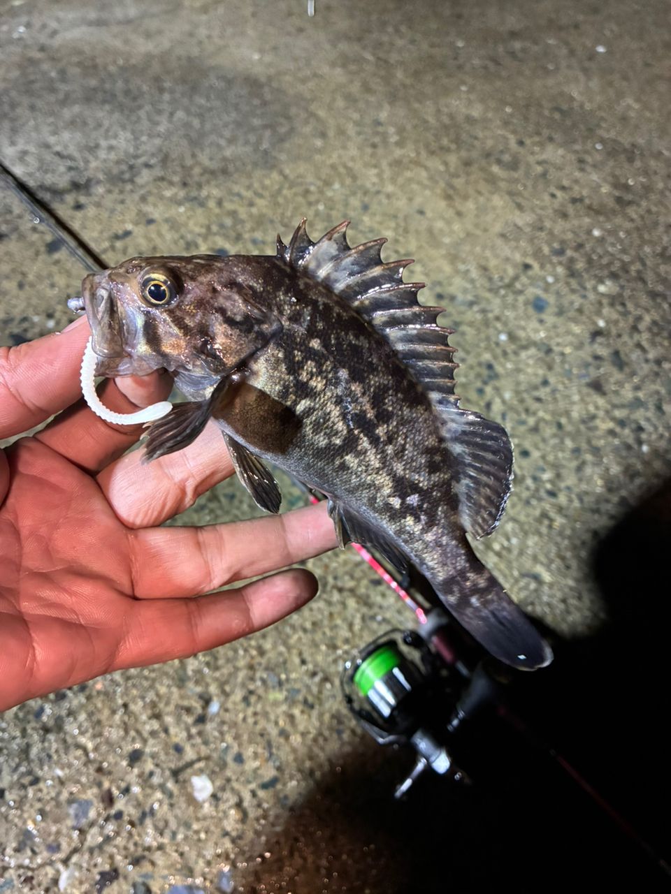 SHIMANO 18ステラ 2500SHGの最安値・インプレ・釣果 | 本音の口コミが