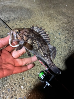 クロソイの釣果