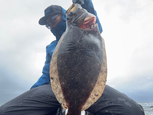 ヒラメの釣果