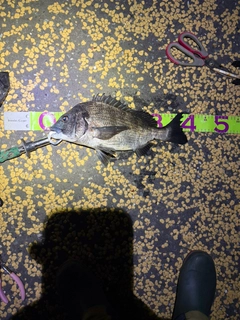 クロダイの釣果
