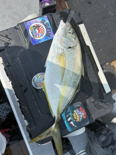 シマアジの釣果