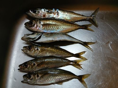 アジの釣果