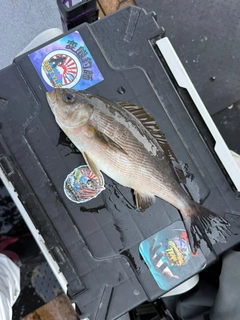 イサキの釣果