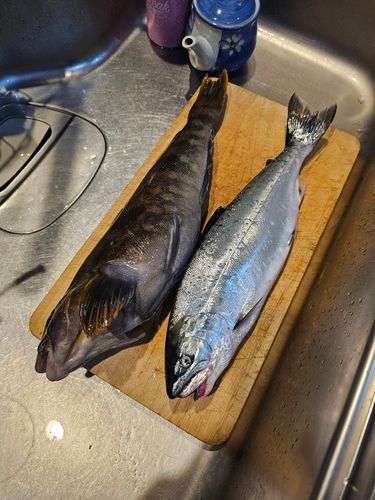 サクラマスの釣果