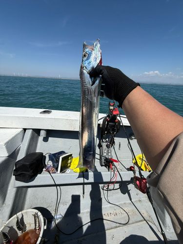 タチウオの釣果
