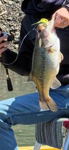 ブラックバスの釣果
