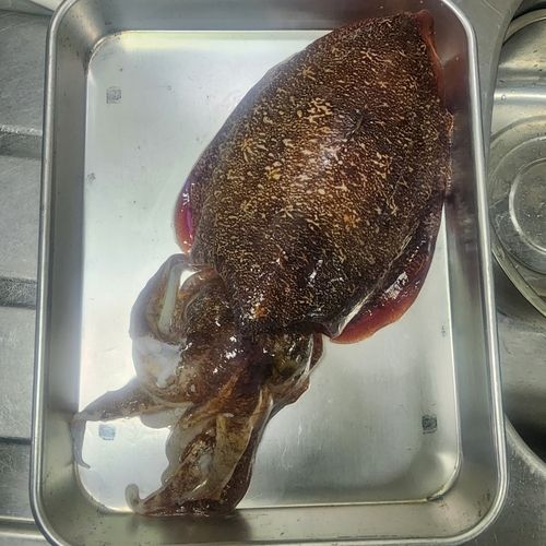 コウイカの釣果
