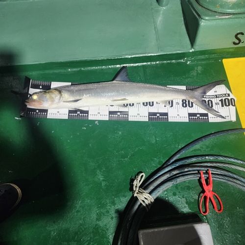 カライワシの釣果