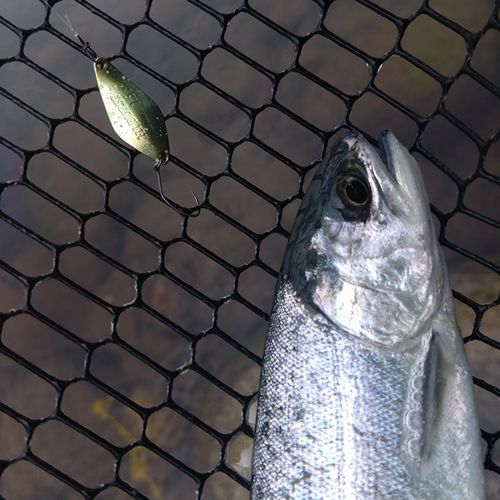 ニジマスの釣果