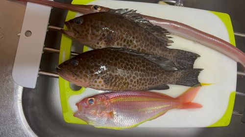 オオモンハタの釣果