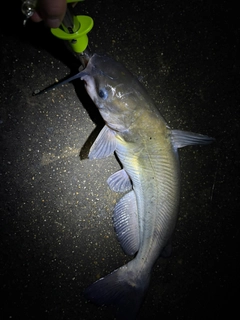 アメリカナマズの釣果