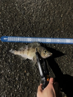 シロメバルの釣果