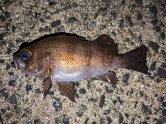 メバルの釣果
