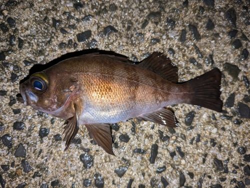 メバルの釣果