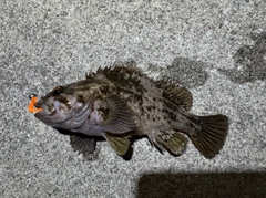 ムラソイの釣果