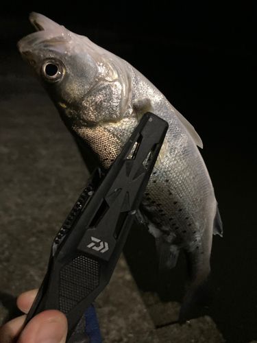 セイゴ（タイリクスズキ）の釣果