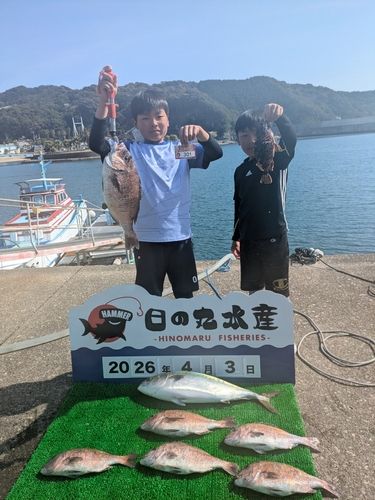マダイの釣果