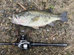 ラージマウスバスの釣果