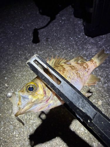 メバルの釣果