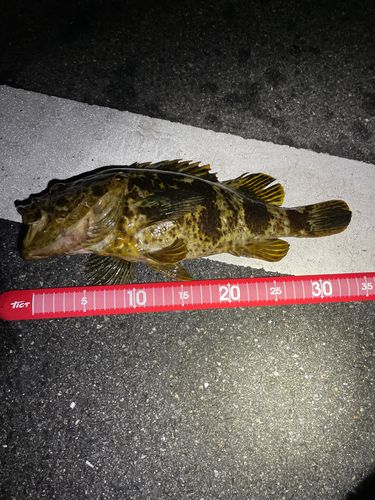 タケノコメバルの釣果