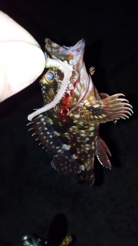 アラカブの釣果